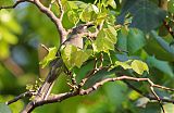 White-gaped Honeyeaterborder=